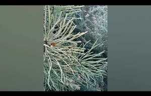 Dans le froid 34 marcheurs avec Yannick