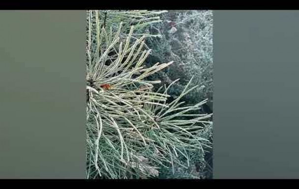 Dans le froid 34 marcheurs avec Yannick